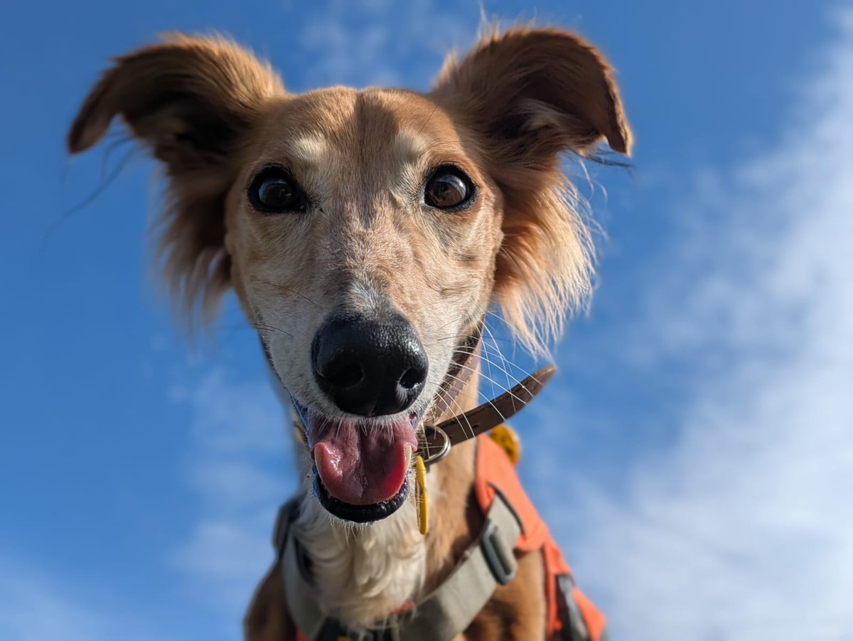 DogsTrust West Calder (Edinburgh) and Dundee tweet media