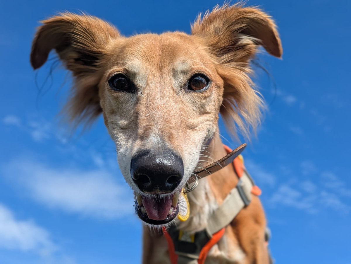 DogsTrust West Calder (Edinburgh) and Dundee tweet media