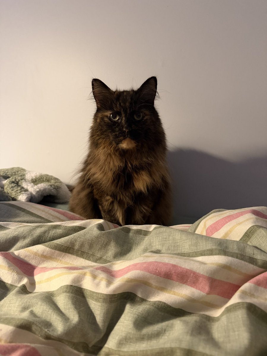 maple 🤍 tweet media