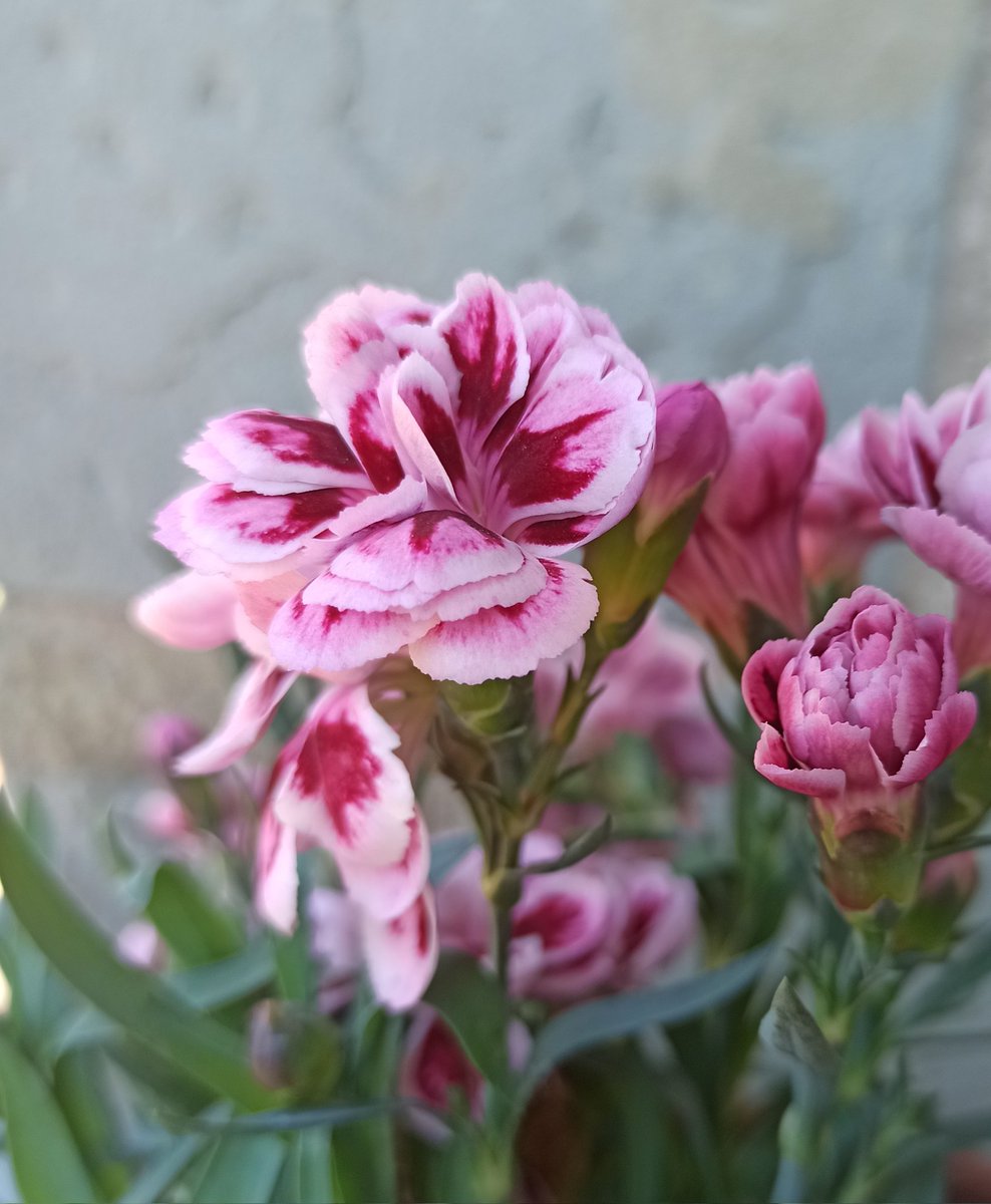 𝕭𝖑𝖆𝖈𝖐 𝕺𝖗𝖈𝖍𝖎𝖉 tweet media