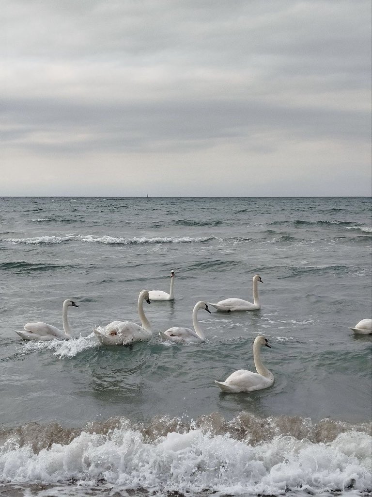 Lily ✮⋆˙ tweet media