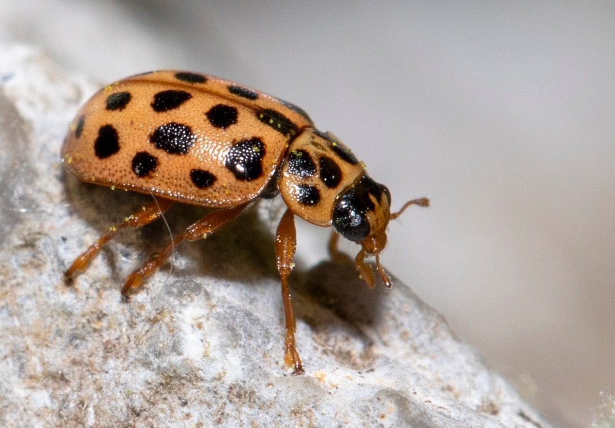 Biodiversity Ireland tweet media