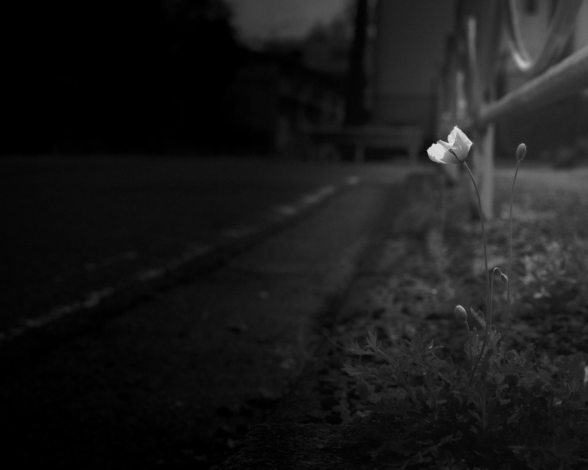 Mikke_616pg's tweet image. 春の気配、

今年もナガミヒナゲシの季節が来た。

—

Something remained there.

Quiet Anatomy

#minimalism #bnw #photography