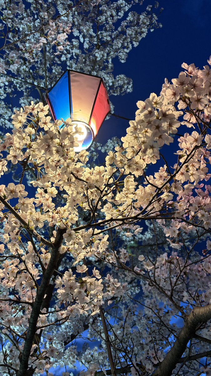 Sakura in daylight is truly beautiful but at night the light from the lantern gives a magical touch somehow....🥹