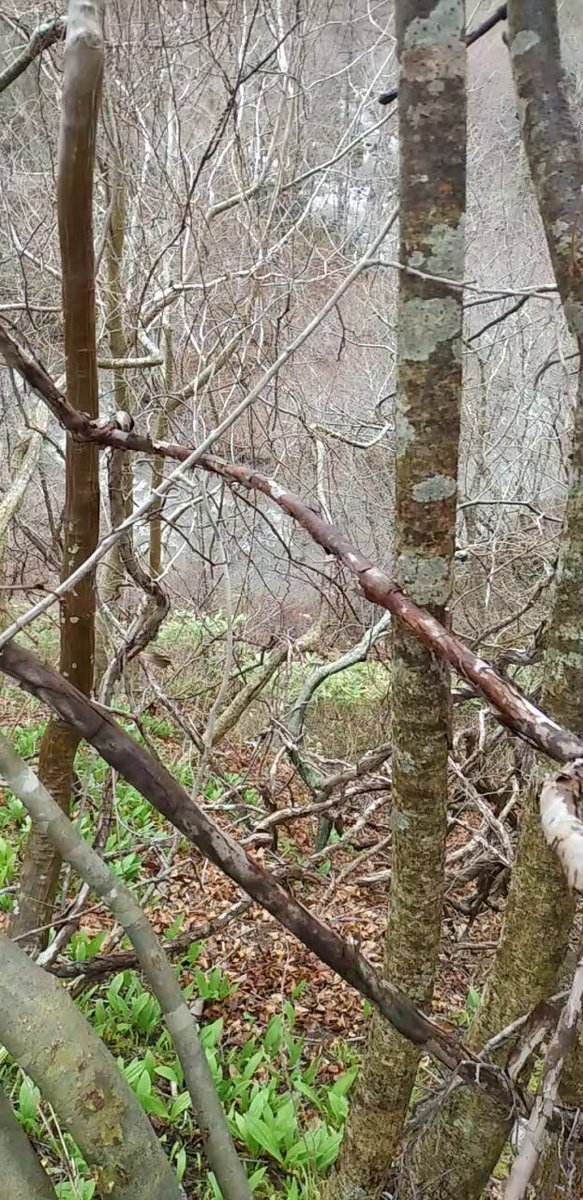 ピザパン tweet media