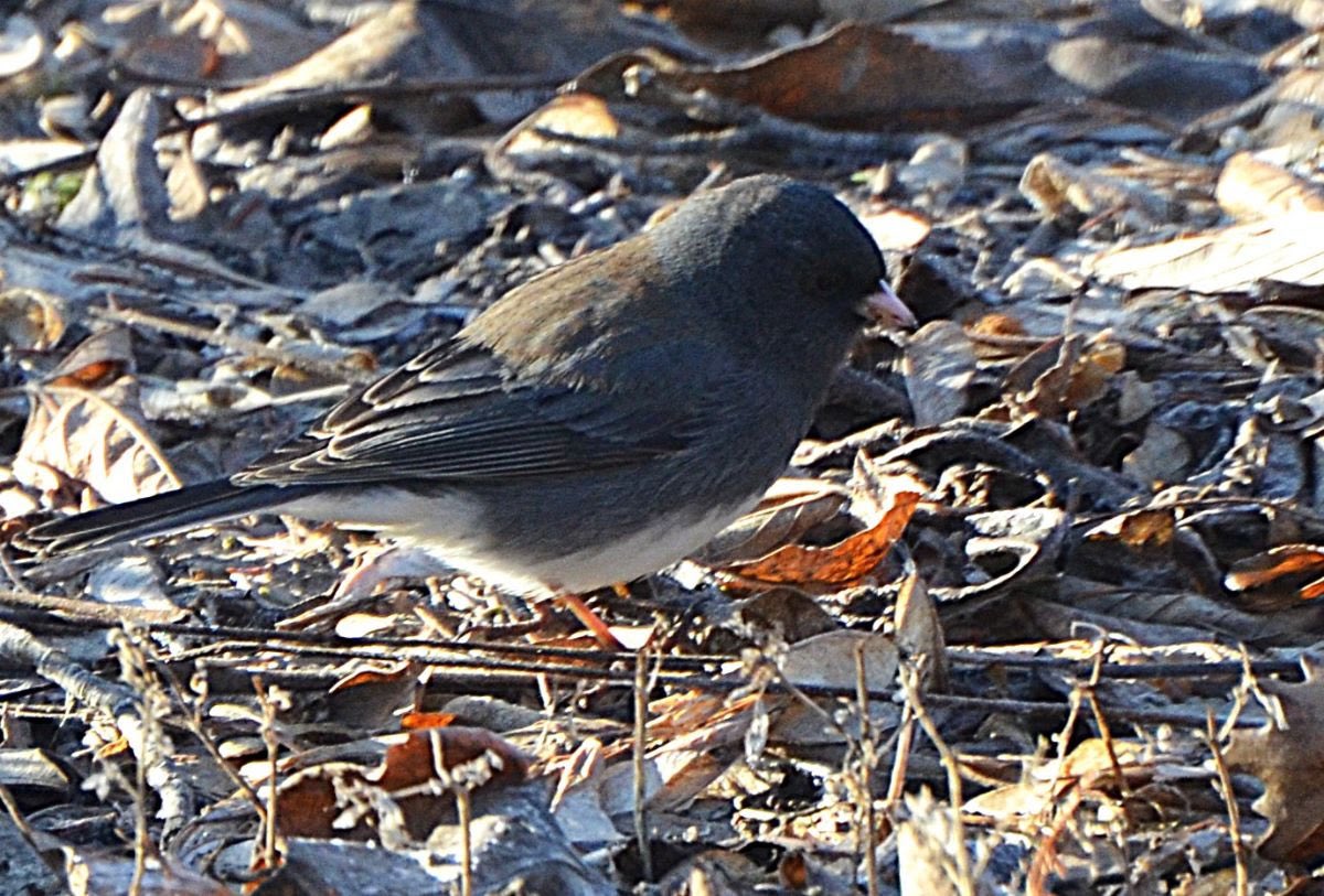 Rand Teed tweet media