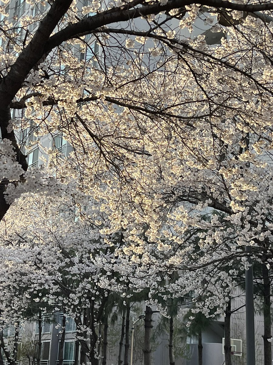 나두 벚꽃보러왔지롱🌸