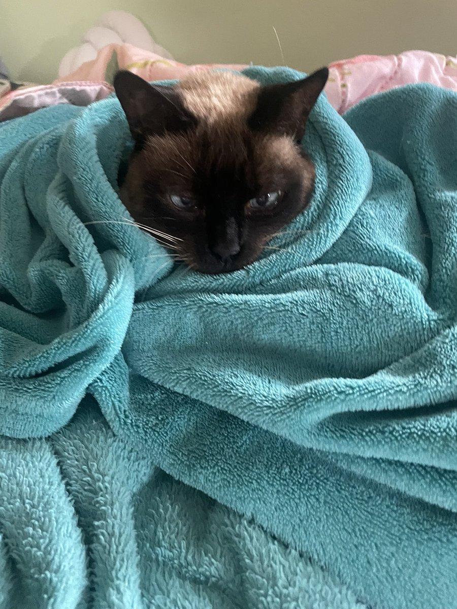 °☆•° sof °•☆° tweet media