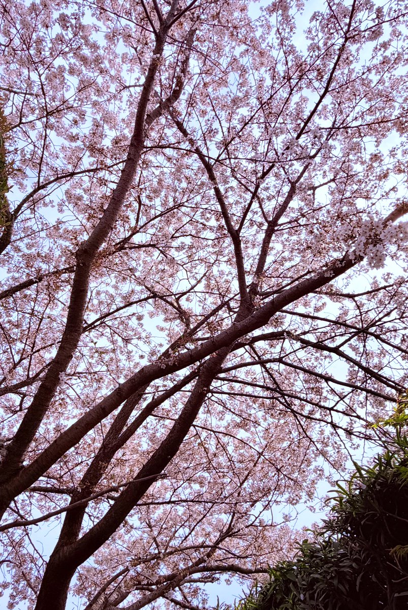 ハウル・D・ロイヤルハート【ろいばれ】 tweet media