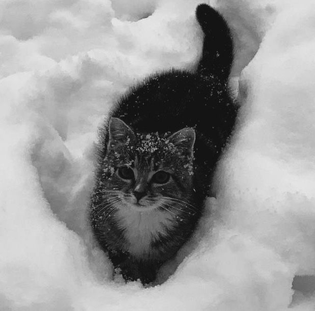 RustedMop tweet media