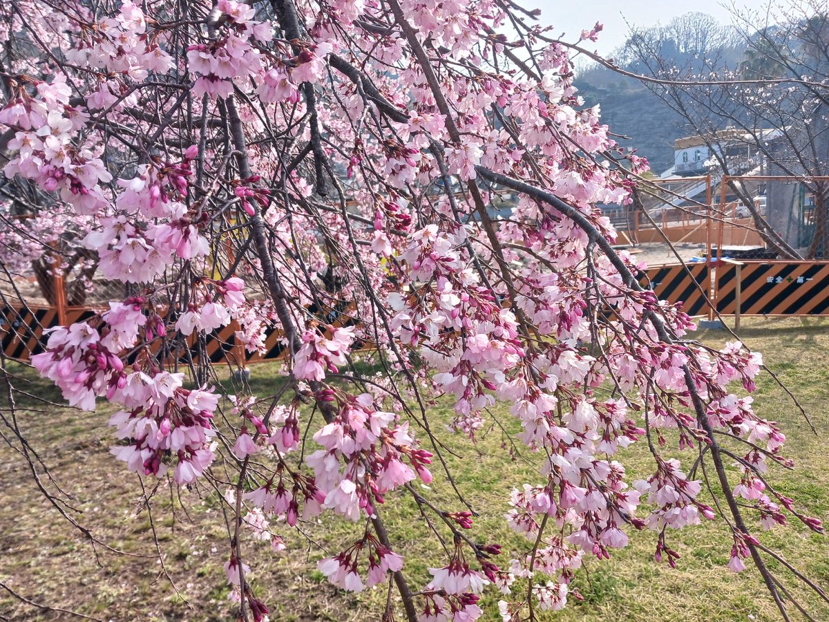 ゆうさん@4/5コスパル桜見🌸 tweet media