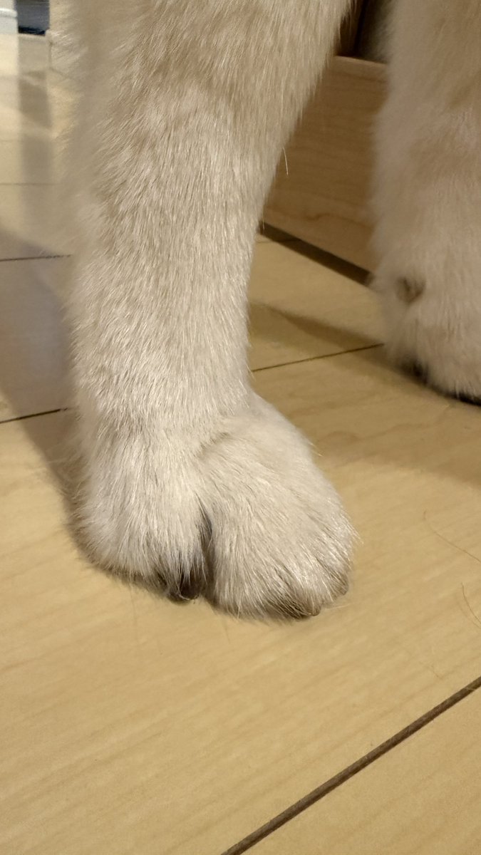 Dave Anderson tweet media