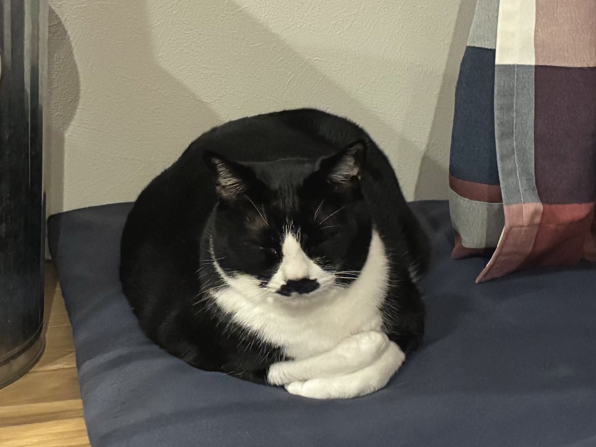 こけむす tweet media