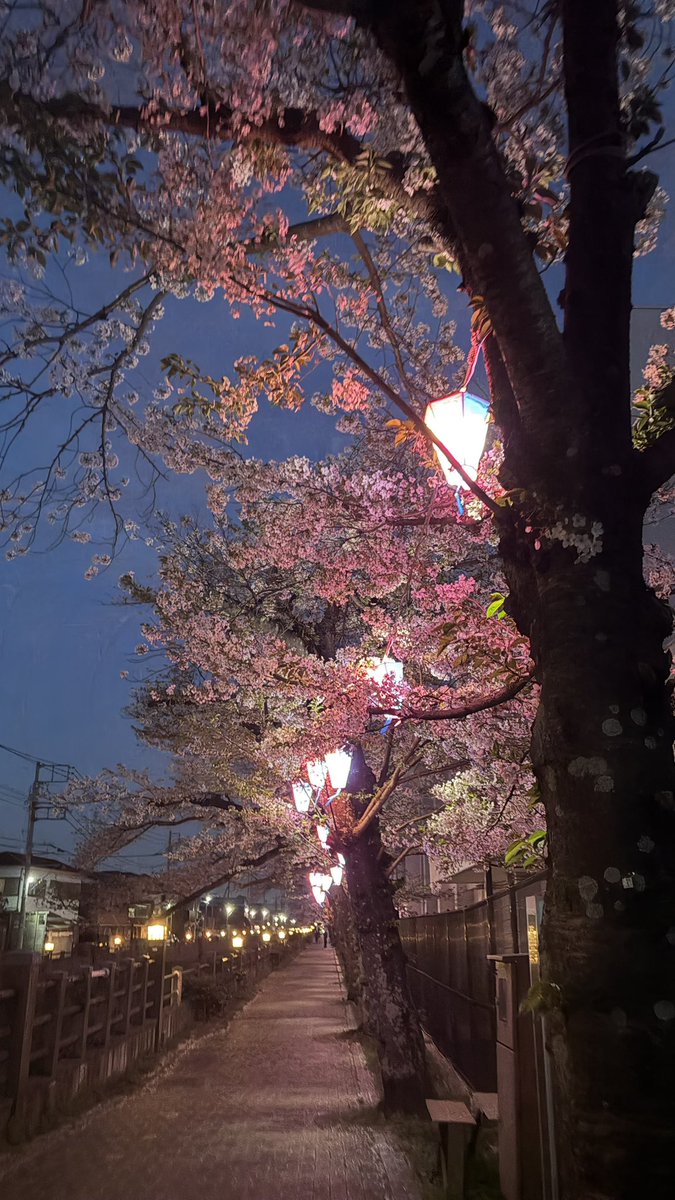 しゅん。（FirstPenguin） tweet media