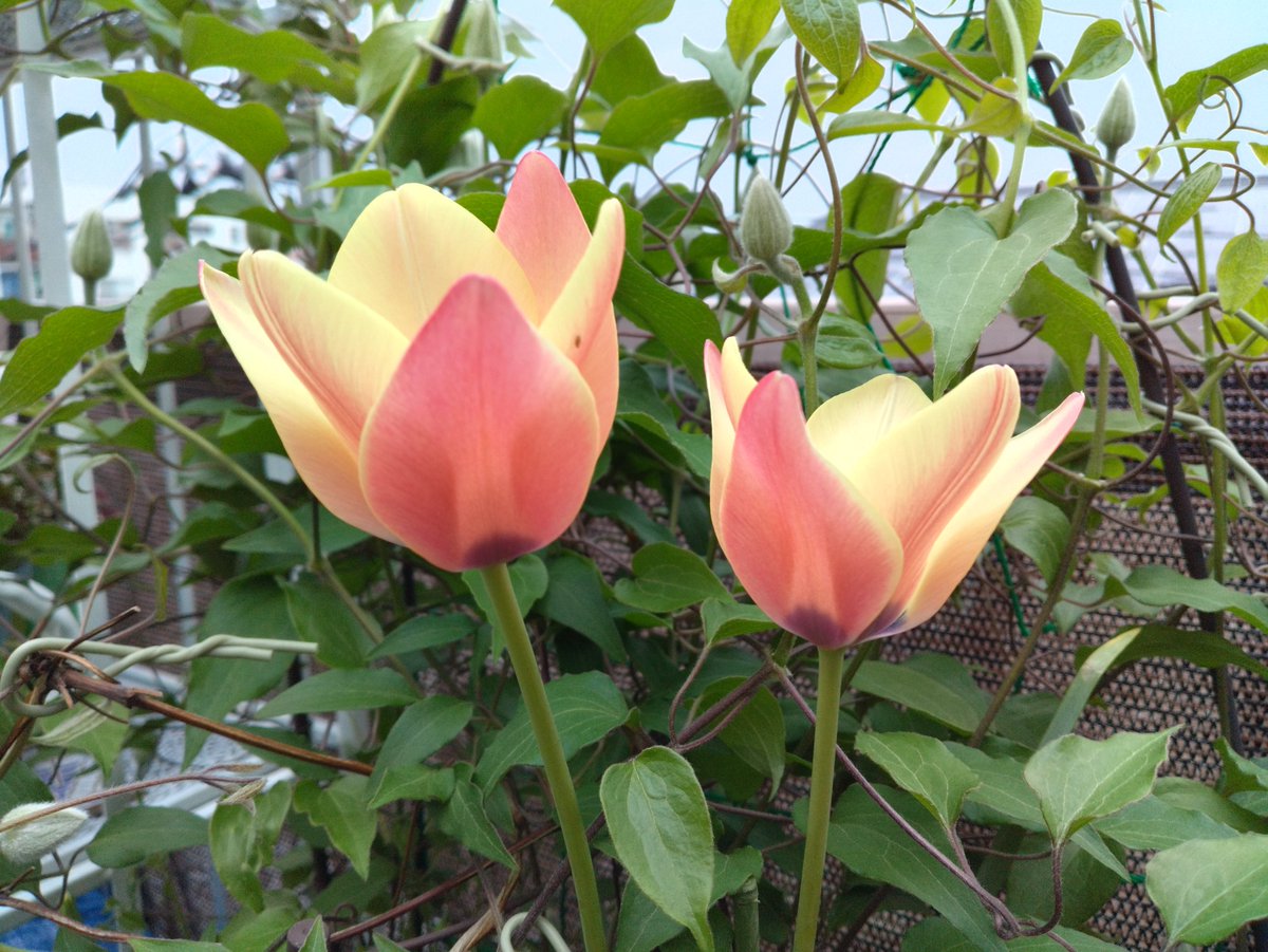 薔薇紳士🌹アッシュ🍄ノゾミスト🦎赤い鰐 tweet media