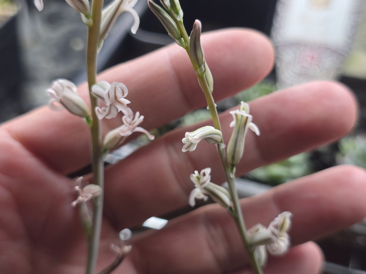 AGアガベ垢 tweet media