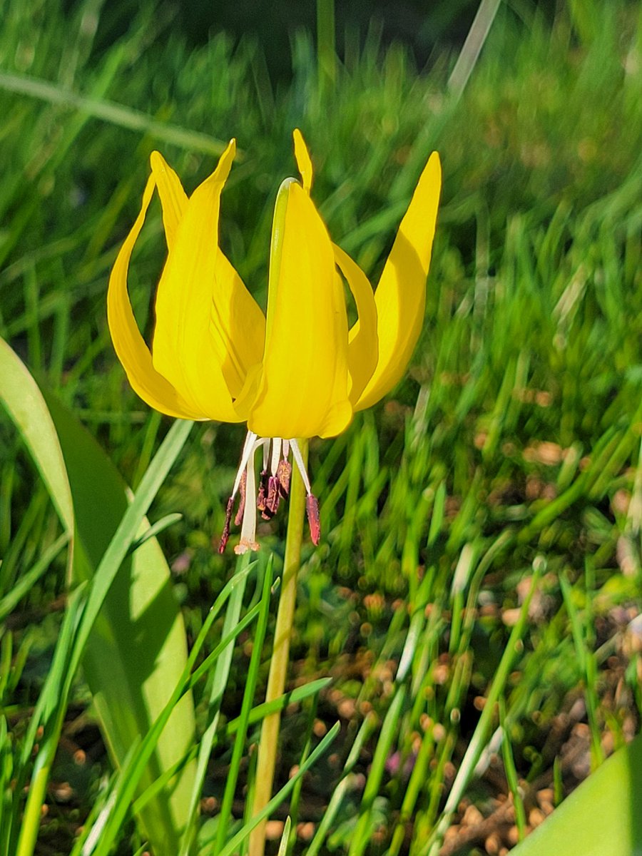 carmenpeone's tweet image. yellow bells unfold
bending low to touch cool earth
spring wakes on low peaks

These glacier lilies are one of my favorites spring wildflowers. What's one of yours?

#haiku #wildflowers #springbulbs