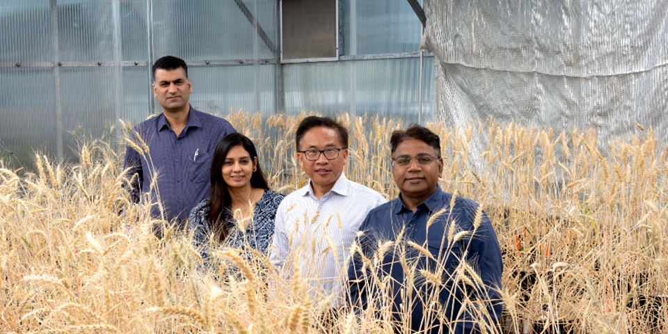 millingjournal's tweet photo. An international team is making massive strides in mapping wheat biology, opening the door to finer control for modifying the crop's stress response, grain development and yield-related traits.

Read the full story on Seed Today: https://t.co/AxAGDdo0o4 https://t.co/rICQY1W4Sk