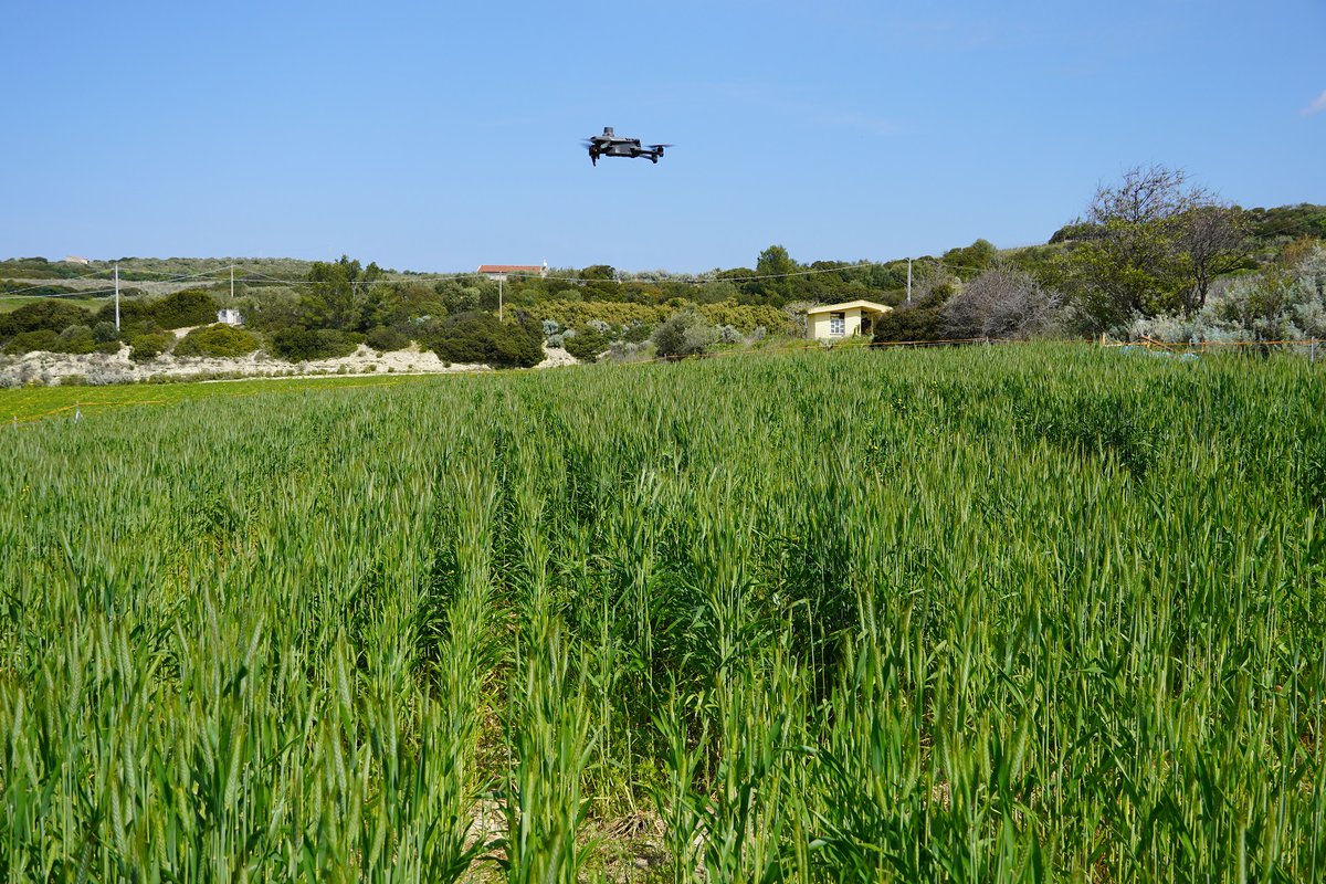 ProjectGood's tweet photo. The Italian LL is are using drones for aerial surveys of triticale fields in the GOOD project. High-resolution drones identify weeds early for proactive mapping and management.
#AgroecologyIsGood #AgroecologyForWeeds #GoodHorizon https://t.co/9gAB7YHzLD