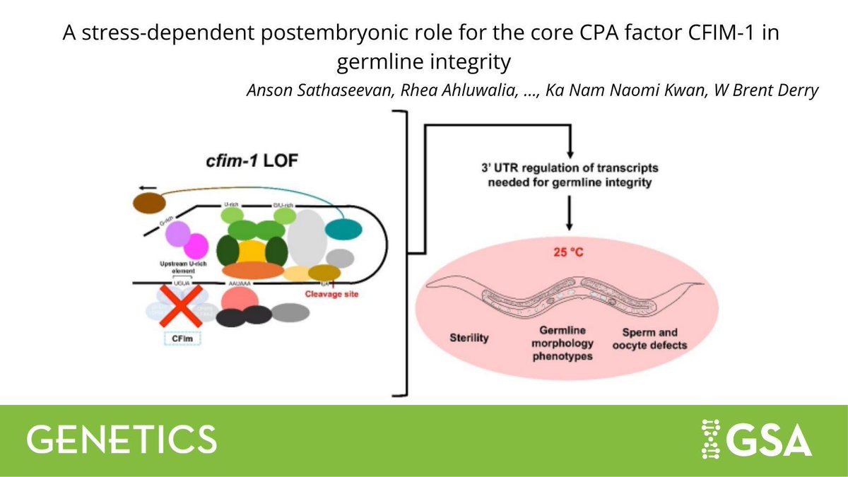 Genetics Society of America tweet media