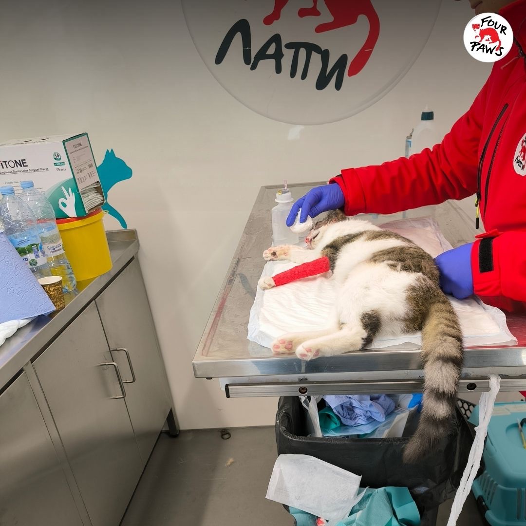 FOUR PAWS International tweet media