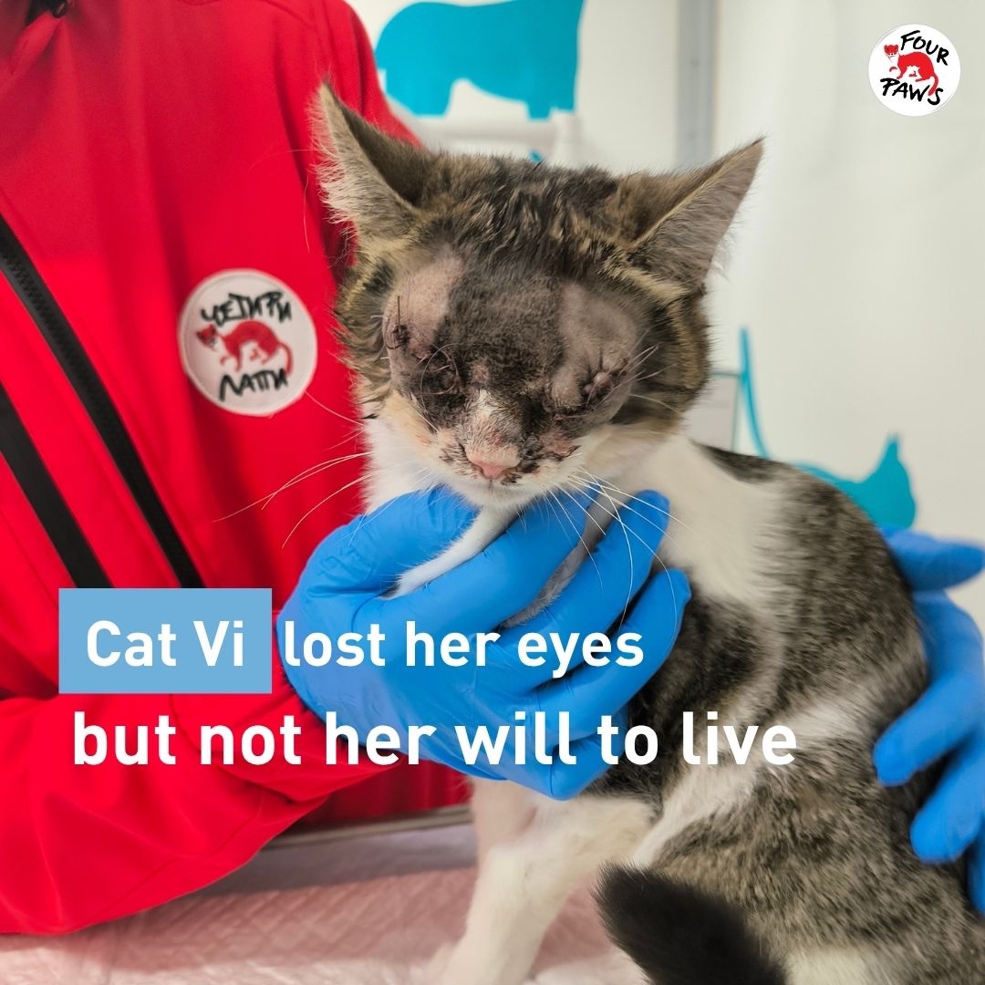 FOUR PAWS International tweet media