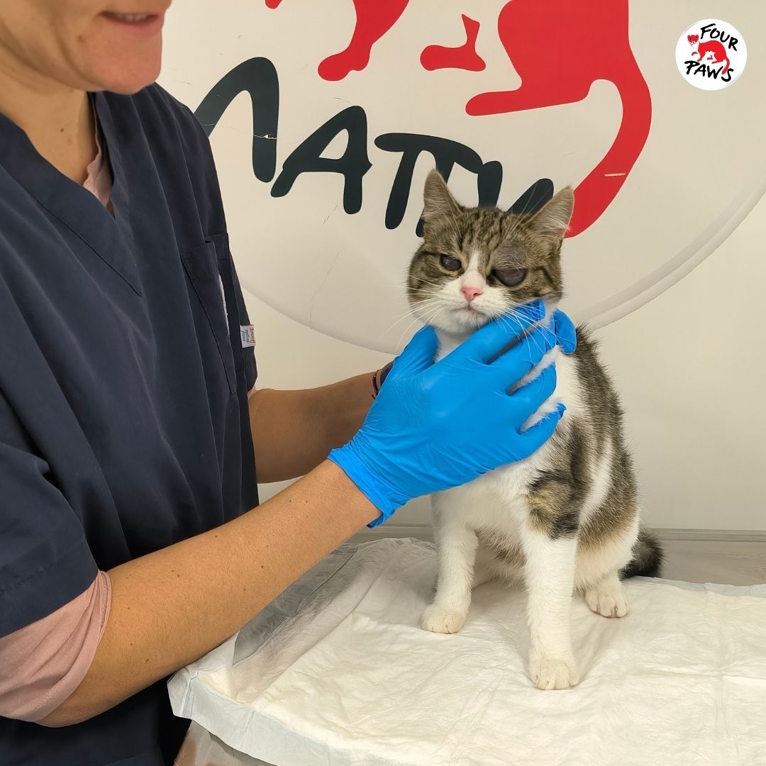 FOUR PAWS International tweet media