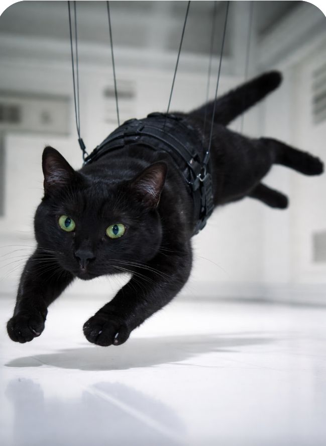 Jason Chidzoy tweet media