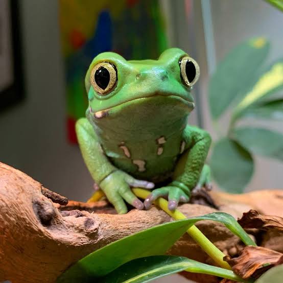 nervemed's tweet image. What is the most likely diagnosis❓

A. Nasopharyngeal Carcinoma
B. Antrochoanal Polyp
C. Juvenile nasopharyngeal Angiofibroma
D. Inverted Papilloma