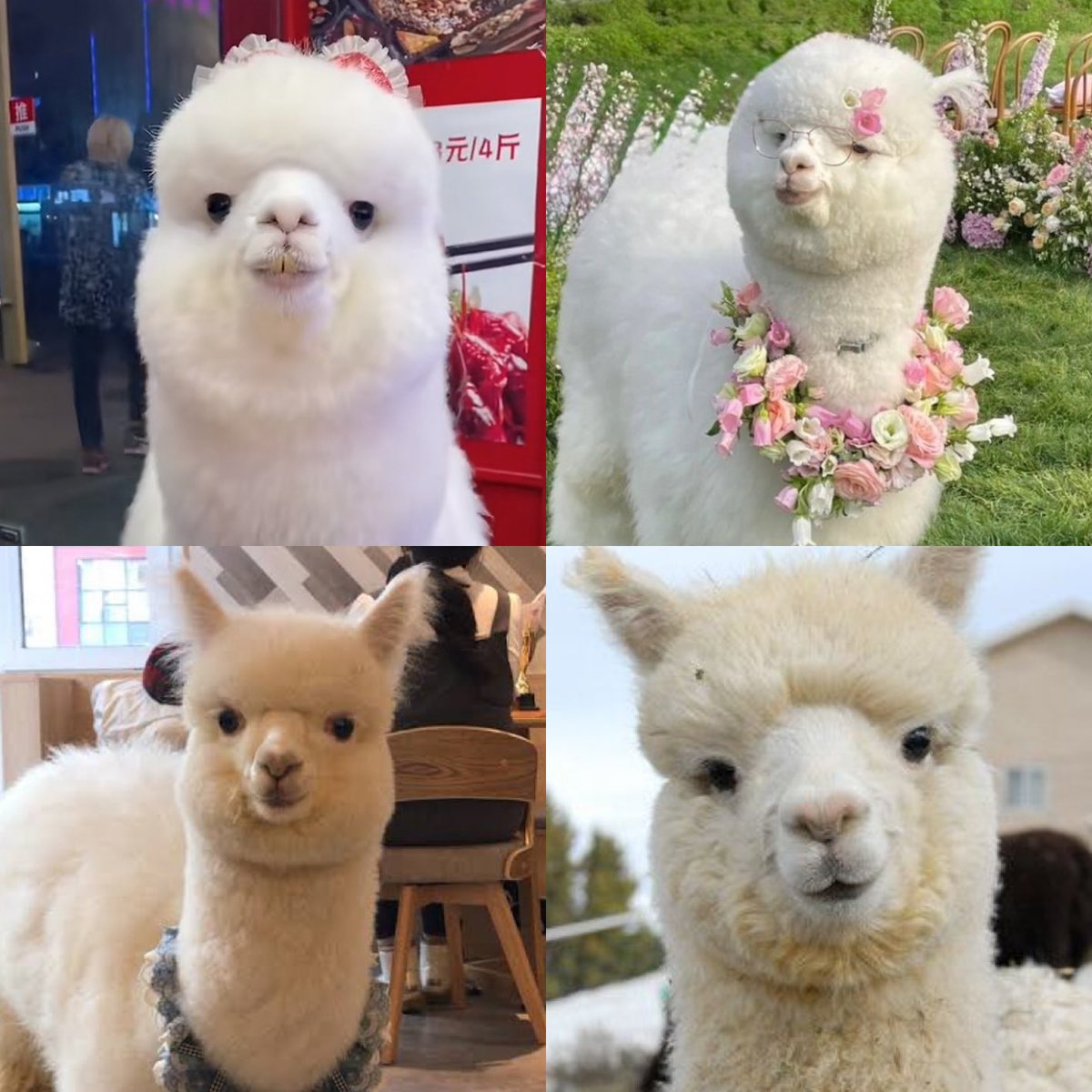 ginnynator tweet media