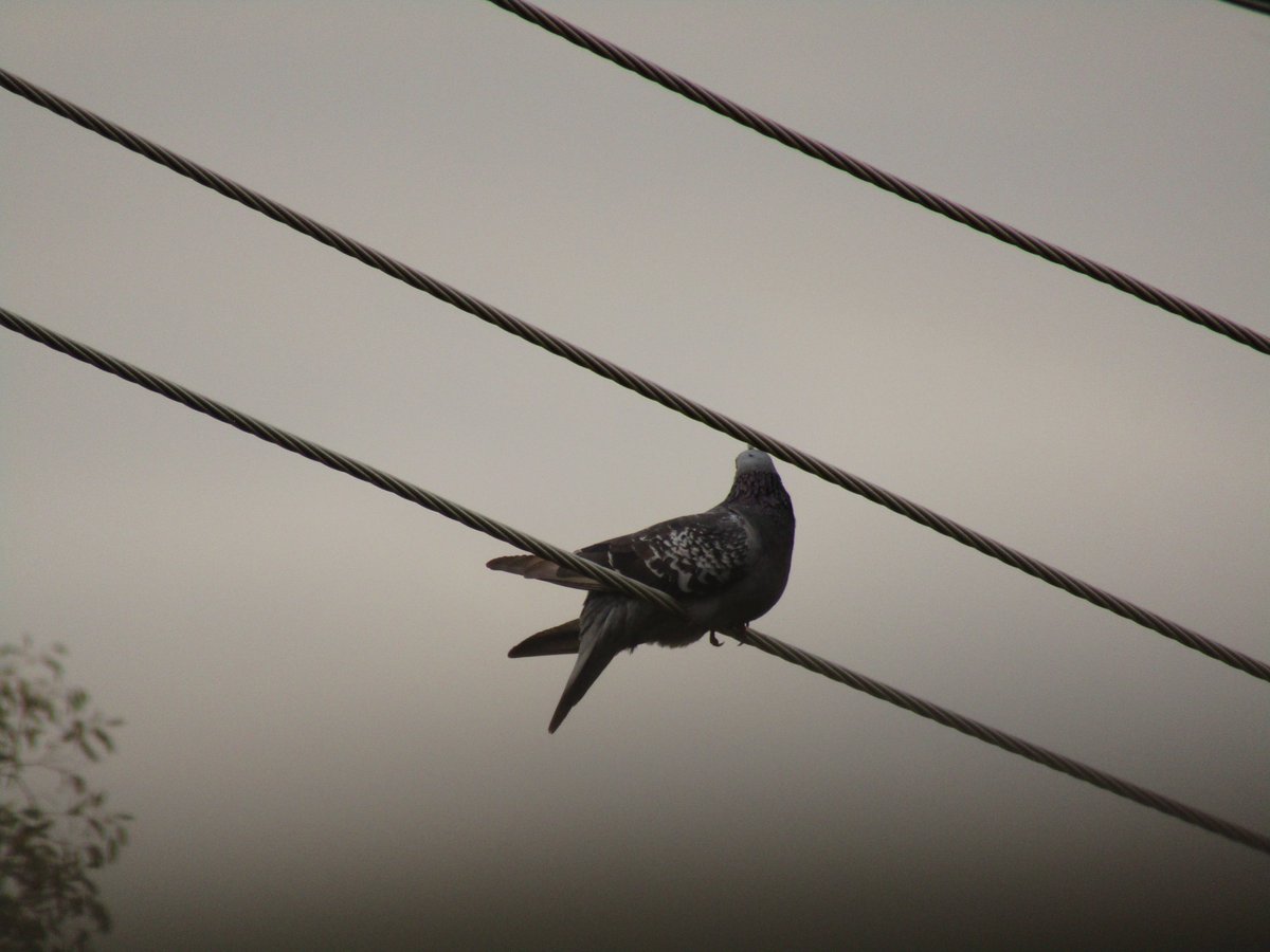 🇦🇺 Ant the Third 🦜🏎️ tweet media