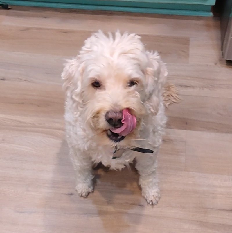 ArieDoodle's tweet image. Happy #TongueOutTuesday pals I'm looking for more bacon have you seen it? 😋🥓😂🧸
#dogs #AriesWorld #ArieBear
