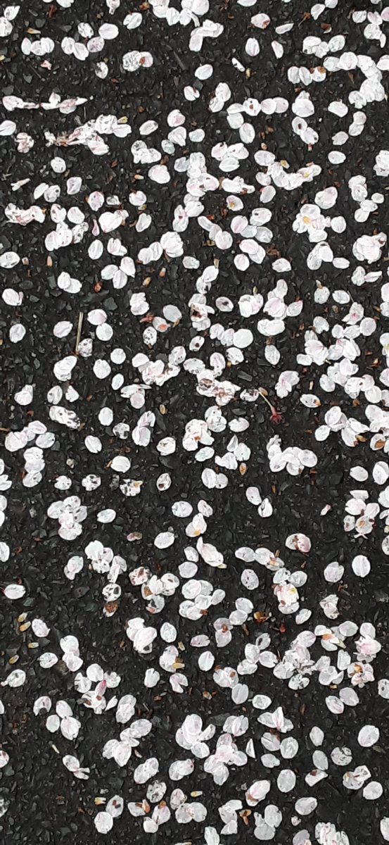 ぴよこ/Meta-Psychologist tweet media