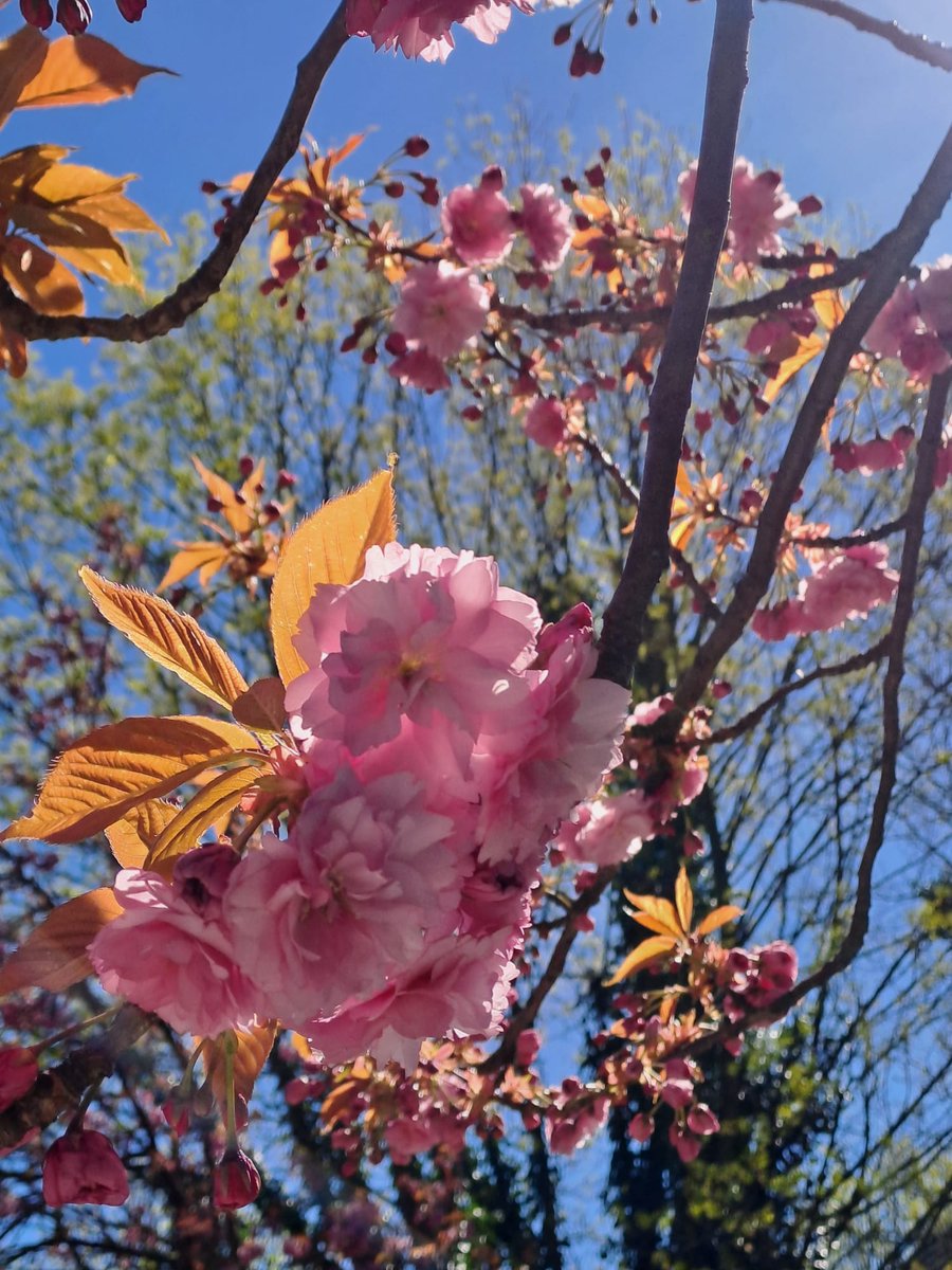 Der Bikey,Madman of Heavy Metal 🏍🎸🐺📯🏍🤘🦇 tweet media
