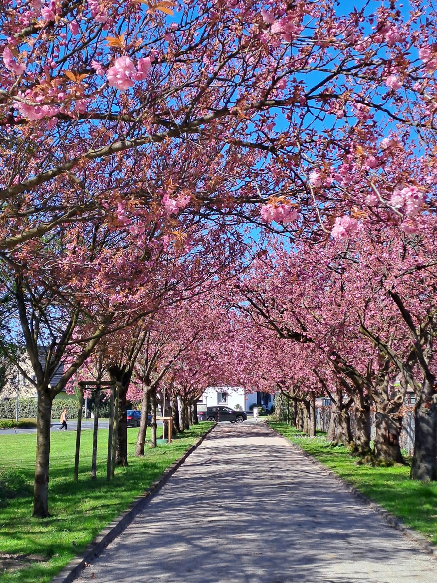 Der Bikey,Madman of Heavy Metal 🏍🎸🐺📯🏍🤘🦇 tweet media