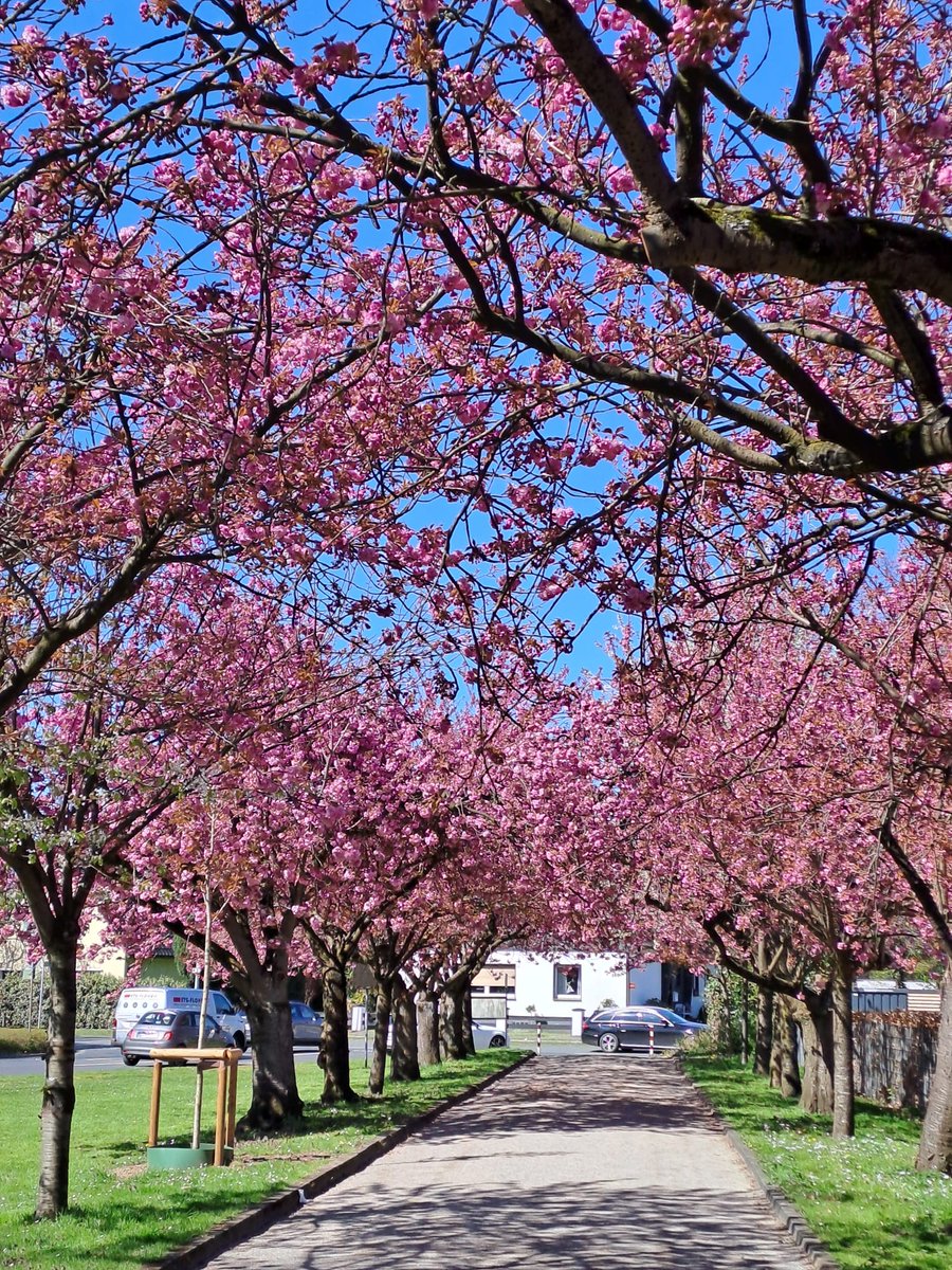 Der Bikey,Madman of Heavy Metal 🏍🎸🐺📯🏍🤘🦇 tweet media