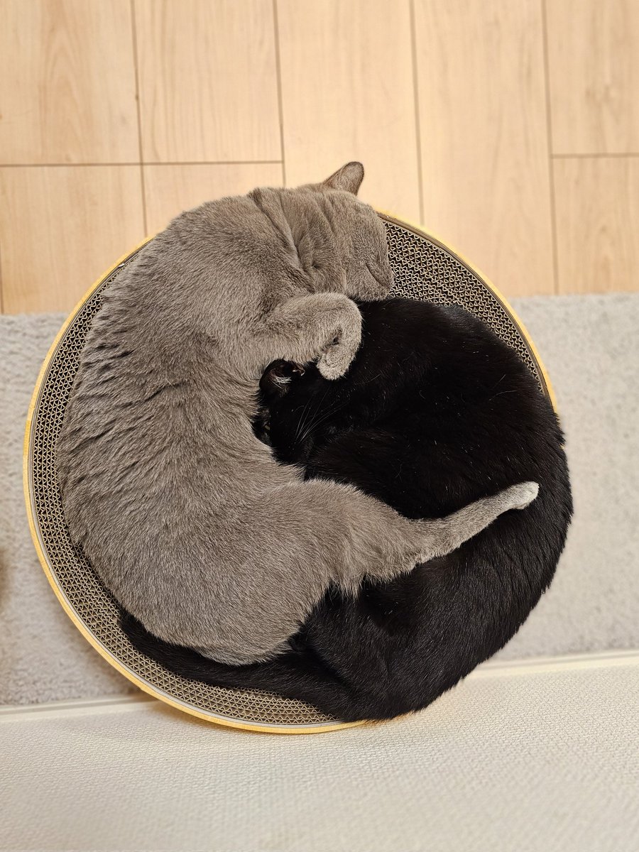 かりとん tweet media