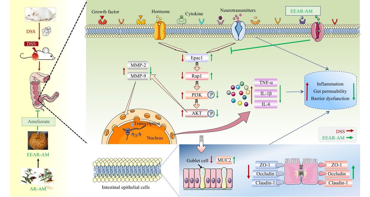 Chinese Journal of Natural Medicines tweet media