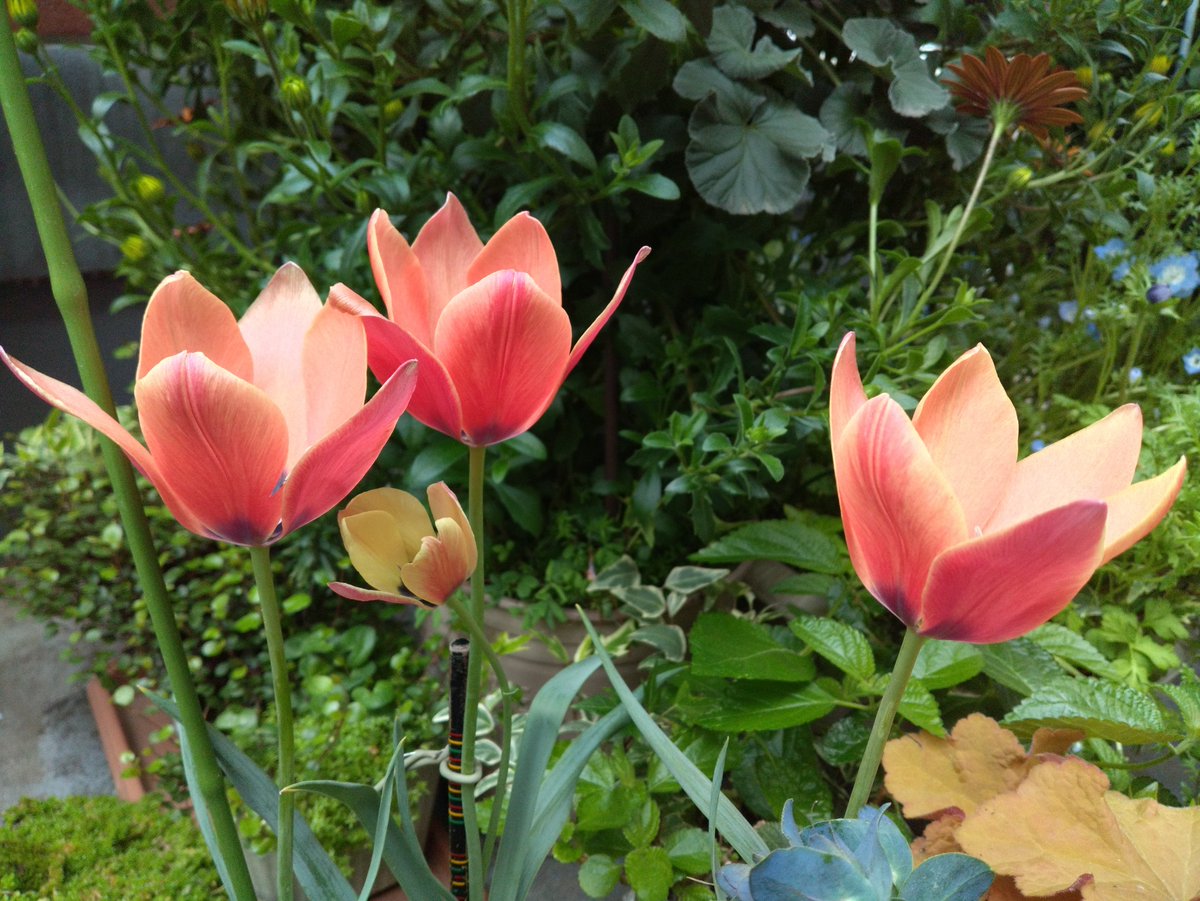 薔薇紳士🌹アッシュ🍄ノゾミスト🦎赤い鰐 tweet media