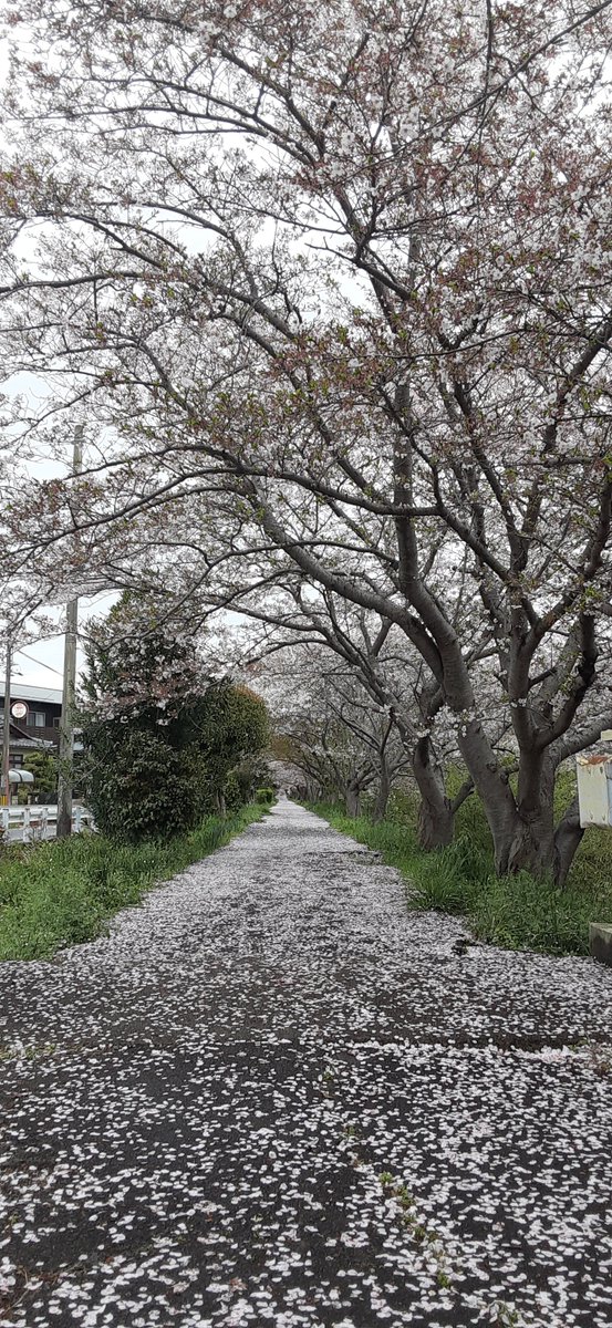 ぴよこ/Meta-Psychologist tweet media