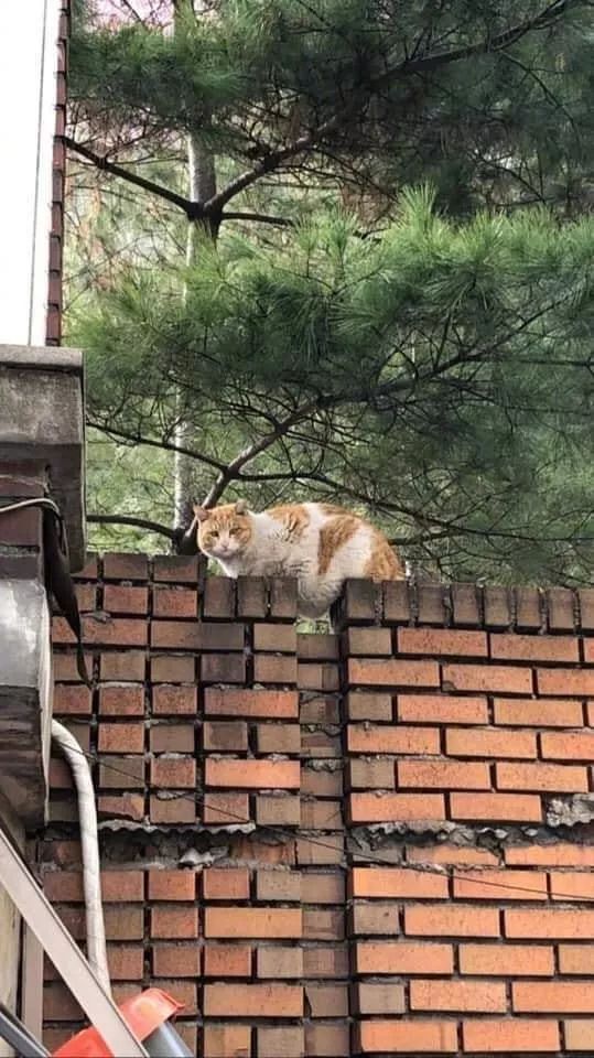 Amanda McCullough tweet media