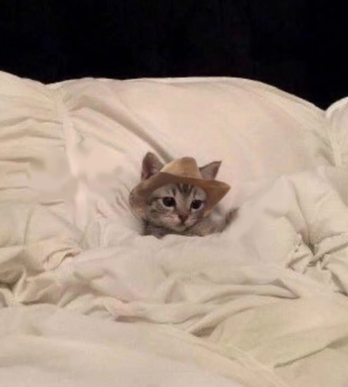 bandit.camp tweet media