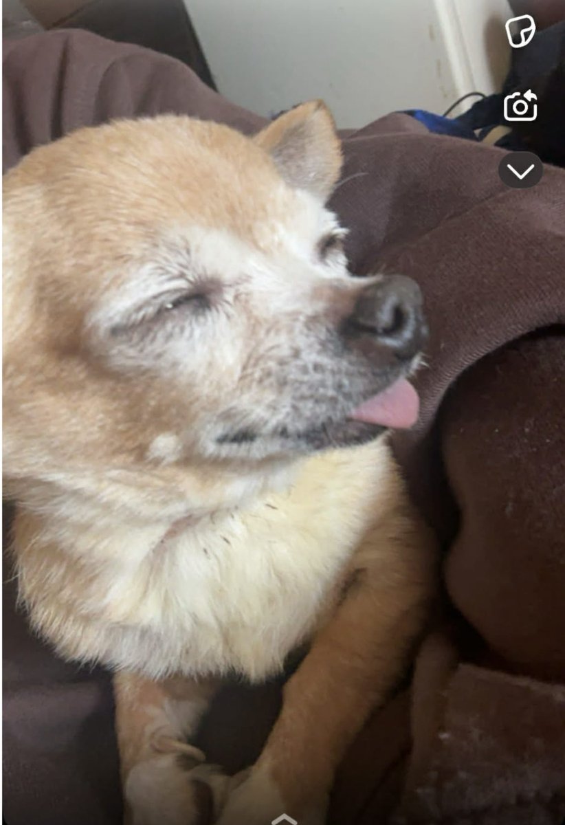 Rosie Doc tweet media