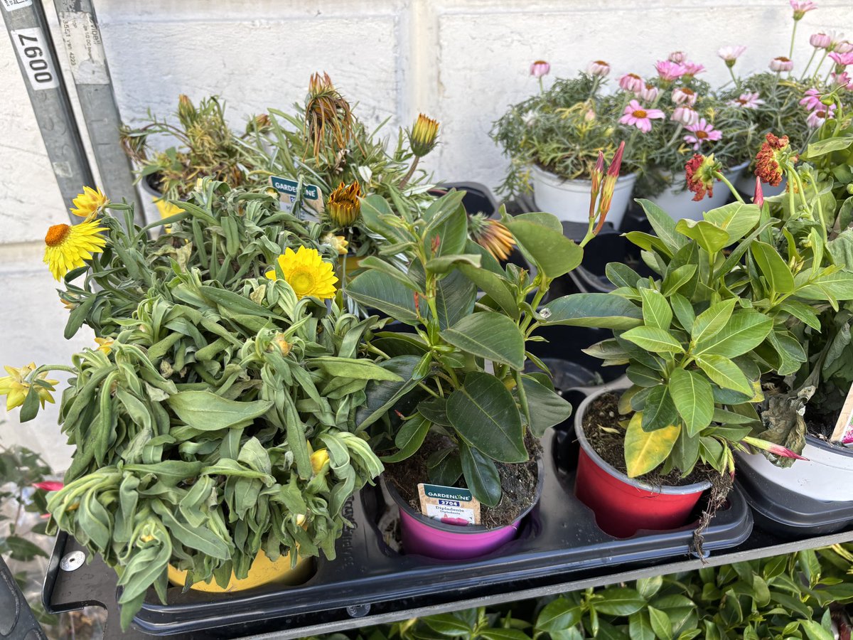 LuisenstadtFoto tweet media