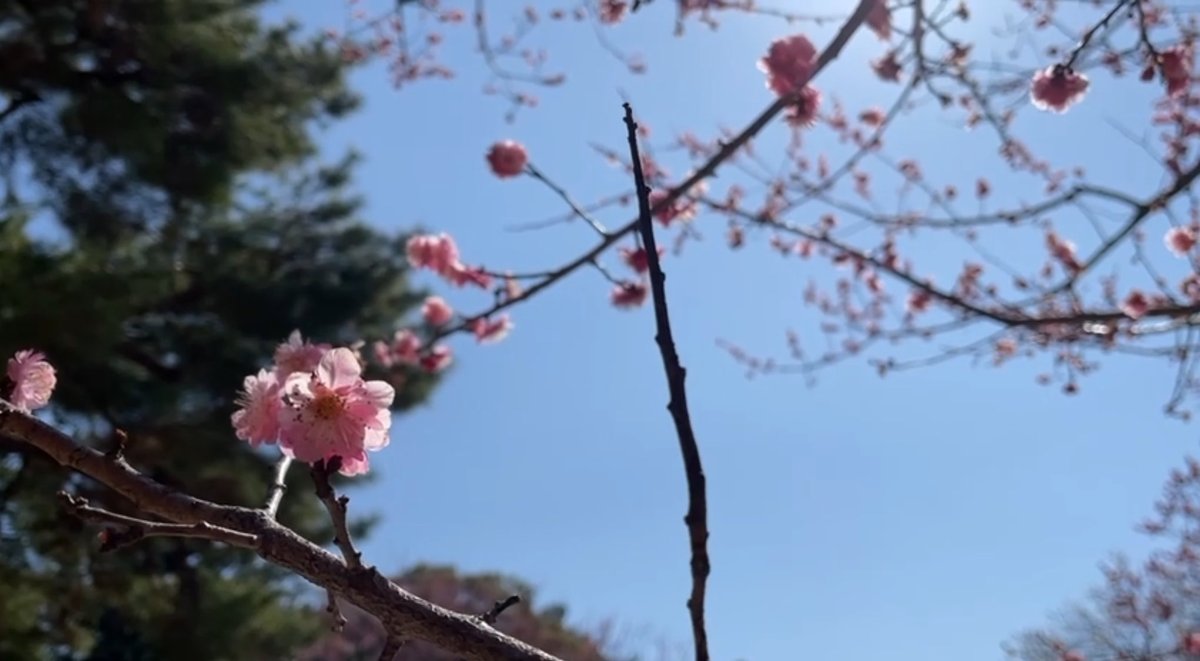 Noelle🇹🇼 tweet media