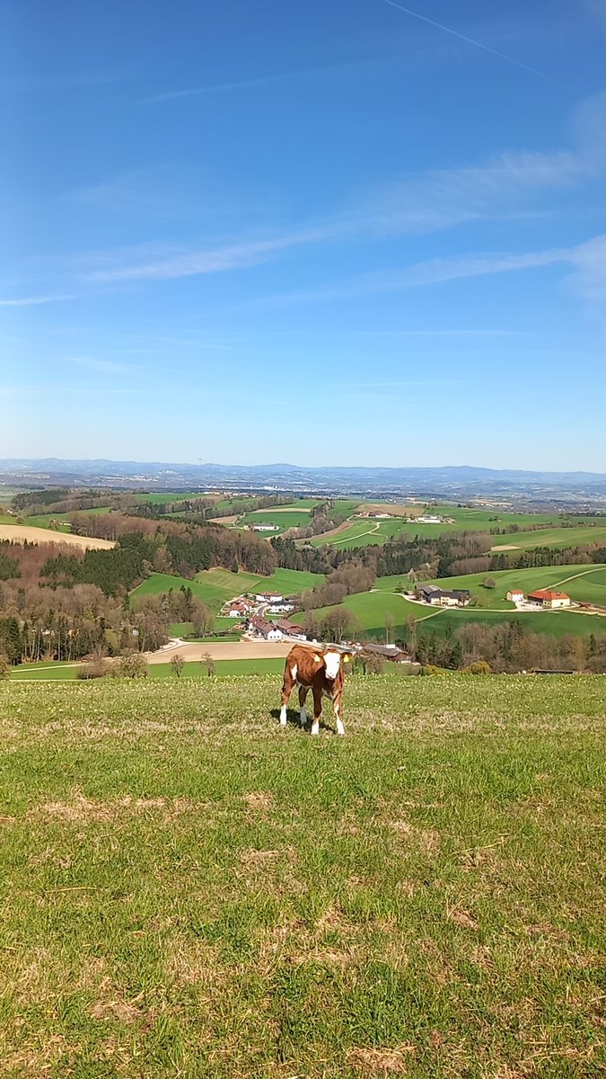 Zement92's tweet photo. 2min später hat sie mir einen Tritt aber deftig zentral ins Gemächt gegeben, dass ich erst mal am Boden gelegen bin (und dabei von ihr erstaunt begutachtet wurde) und danach geschaut hab, ob da unten noch alles heil is bei mir 🙂

Was für ein schöner Tag wieder 😂🫠 https://t.co/mQdboAcFYs