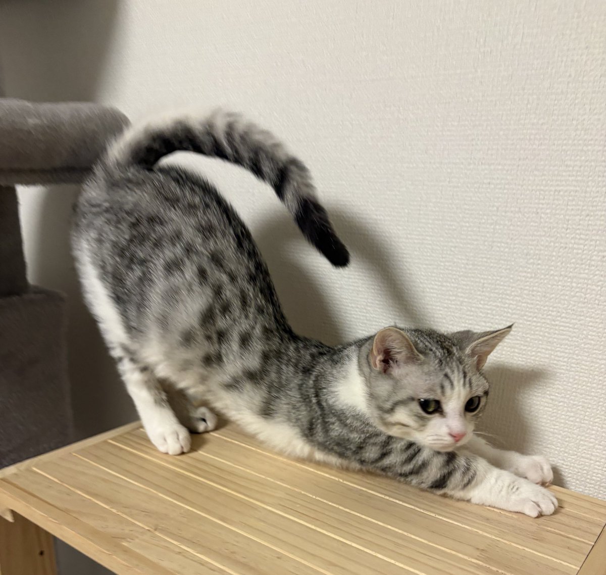 伸びをする猫かわいい