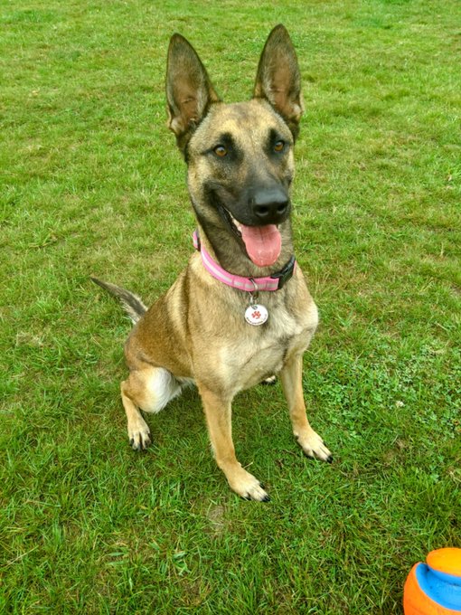 German Shepherd Rescue Elite ( GSRE ) tweet media