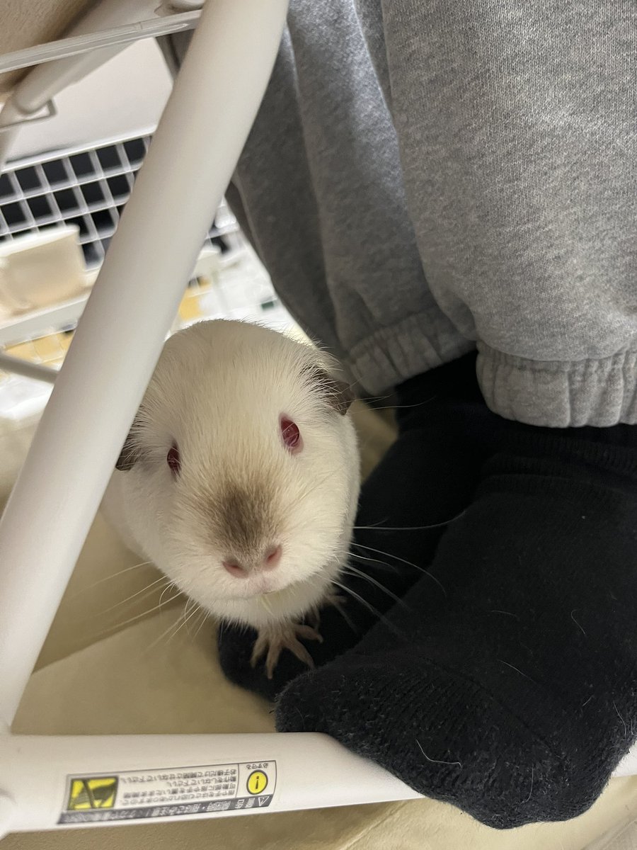 蟹場/ぼこぺん tweet media