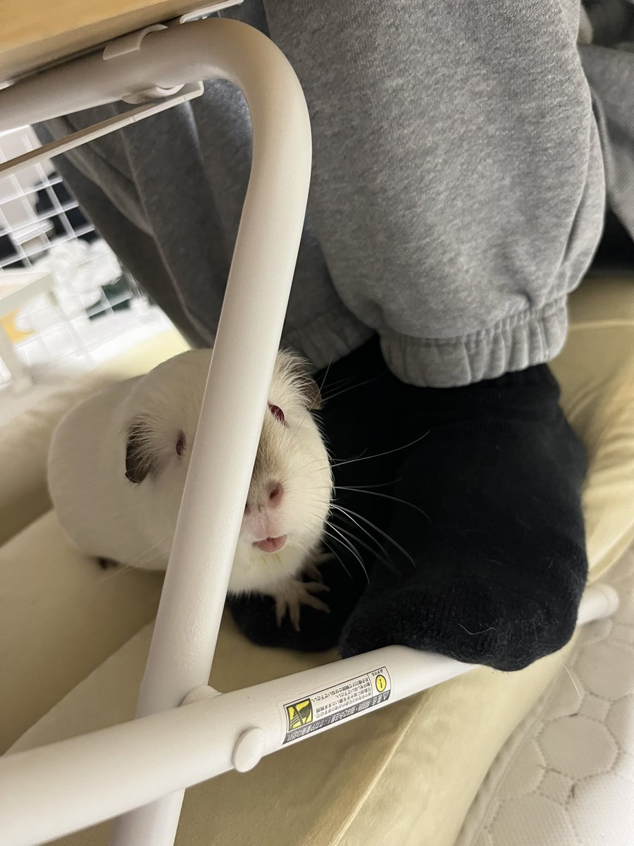 蟹場/ぼこぺん tweet media